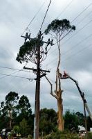 Drouin Tree Services image 3